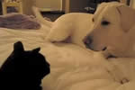 犬「ここは私の寝床です」猫「違います」